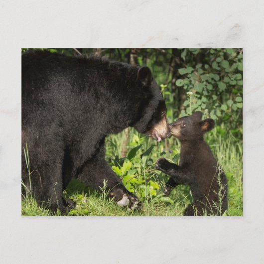 米国、ミネソタ、サンドストーン、ミネソタ野生生物13 ポストカード (正面)