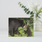 米国、ミネソタ、サンドストーン、ミネソタ野生生物13 ポストカード (スタンド正面)