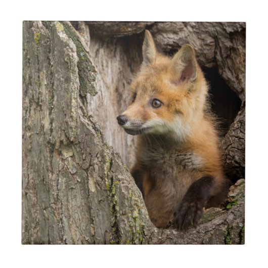 米国、ミネソタ、サンドストーン、ミネソタ野生生物14 タイル (正面)