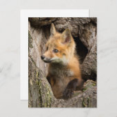 米国、ミネソタ、サンドストーン、ミネソタ野生生物14 ポストカード (正面/裏面)