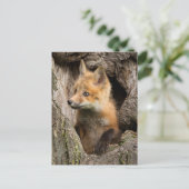 米国、ミネソタ、サンドストーン、ミネソタ野生生物14 ポストカード (スタンド正面)