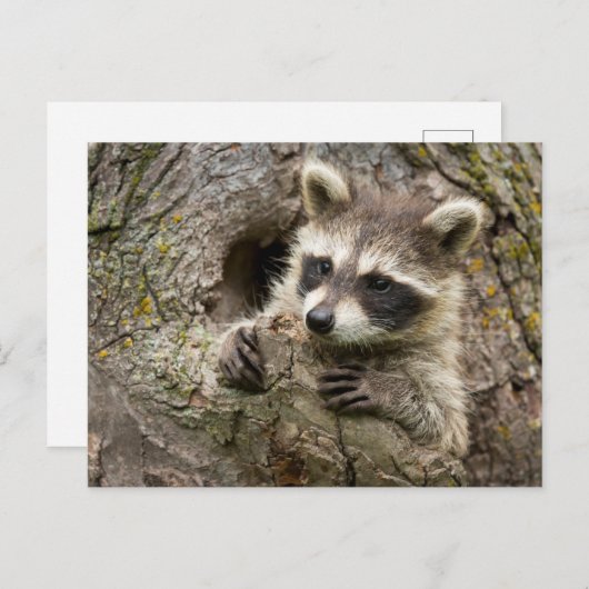 米国、ミネソタ、サンドストーン、ミネソタ野生生物16 ポストカード (正面/裏面)