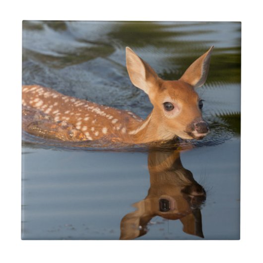 米国、ミネソタ、サンドストーン、ミネソタ野生生物19 タイル (正面)