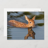 米国、ミネソタ、サンドストーン、ミネソタ野生生物19 ポストカード (正面/裏面)