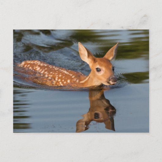 米国、ミネソタ、サンドストーン、ミネソタ野生生物19 ポストカード (正面)