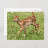 米国、ミネソタ、サンドストーン、ミネソタ野生生物20 ポストカード (正面/裏面)