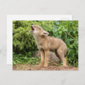 米国，ミネソタ，サンドストーン，ミネソタ野生生物2 ポストカード (正面/裏面)