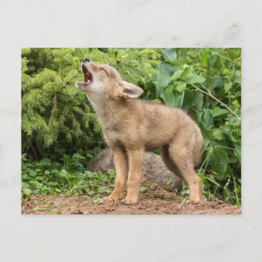 米国，ミネソタ，サンドストーン，ミネソタ野生生物2 ポストカード (正面)