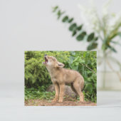 米国，ミネソタ，サンドストーン，ミネソタ野生生物2 ポストカード (スタンド正面)