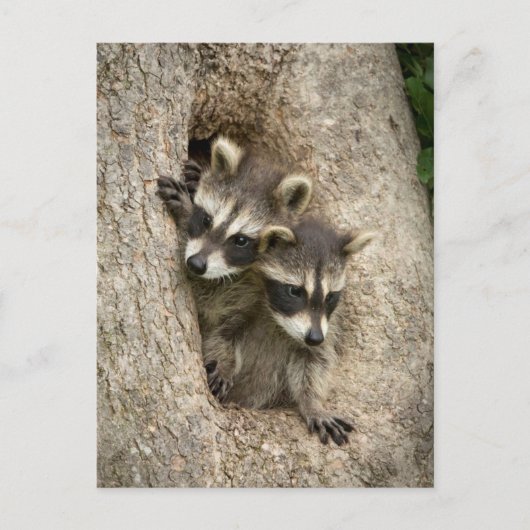 米国,ミネソタ,サンドストーン,ミネソタ野生生物7 ポストカード (正面)