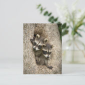 米国,ミネソタ,サンドストーン,ミネソタ野生生物7 ポストカード (スタンド正面)