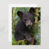 米国，ミネソタ，サンドストーン，ミネソタ野生生物8 ポストカード (正面/裏面)