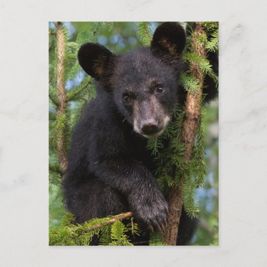 米国，ミネソタ，サンドストーン，ミネソタ野生生物8 ポストカード (正面)