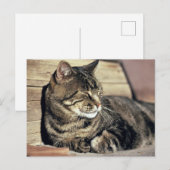 米国、ユタの国会議事堂礁NP。 睡眠の虎猫猫 ポストカード (正面/裏面)