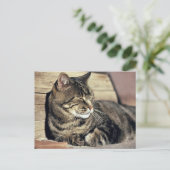 米国、ユタの国会議事堂礁NP。 睡眠の虎猫猫 ポストカード (スタンド正面)