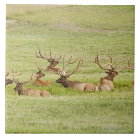 米国、ユタの雄牛のオオシカ(Cervusのcanadensis)のグループ タイル (正面)