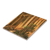 米国,ユタ州,キャピトルリーフ国立公園 タイル (側面)