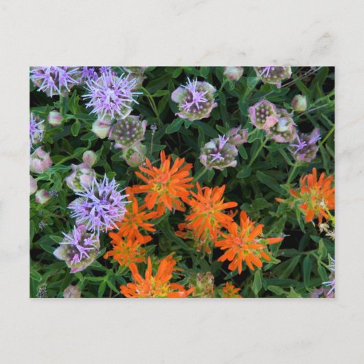 米国，ユタ，ウインタ – ワサッチ – キャッシュ国有林3 ポストカード (正面)