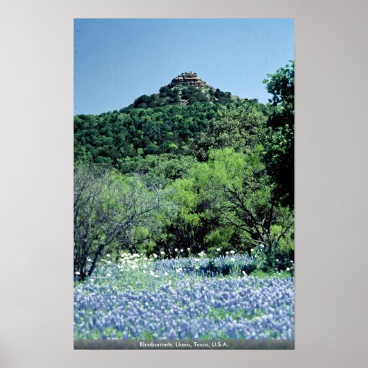 米国,ラノ,テキサス州, Bluebonnets ポスター (正面)