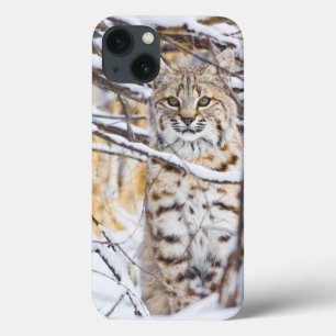 米国、ワイオミングの雪で覆われたに坐るボブキャット iPhone 13ケース