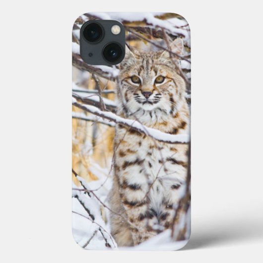 米国、ワイオミングの雪で覆われたに坐るボブキャット Case-Mate iPhoneケース (裏面)