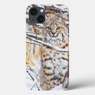 米国、ワイオミングの雪で覆われたに坐るボブキャット iPhone 13ケース