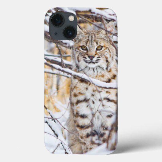 米国、ワイオミングの雪で覆われたに坐るボブキャット Case-Mate iPhoneケース (裏面)