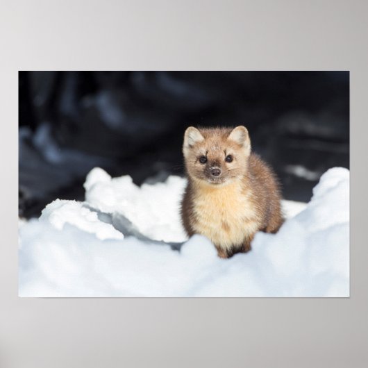 米国、ワイオミングイエローストーン国立公園2 ポスター (正面)