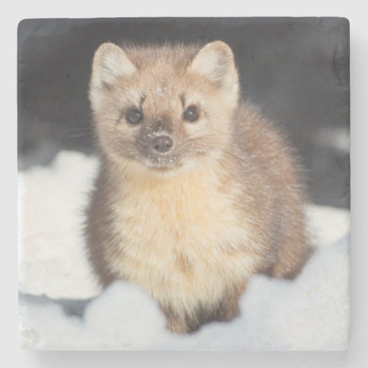 米国、ワイオミングイエローストーン国立公園 ストーンコースター (正面)