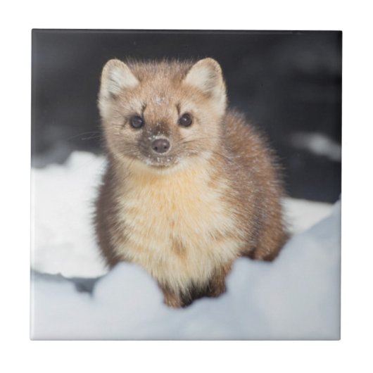 米国、ワイオミングイエローストーン国立公園 タイル (正面)