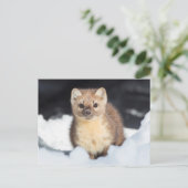 米国、ワイオミングイエローストーン国立公園 ポストカード (スタンド正面)