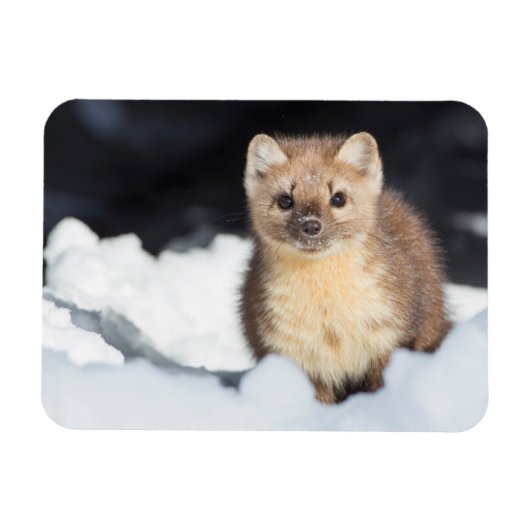 米国、ワイオミングイエローストーン国立公園 マグネット (横)