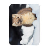 米国、ワイオミングイエローストーン国立公園 マグネット (縦)