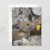 米国、ワシントン州の北の滝の国立公園、 ポストカード (正面/裏面)