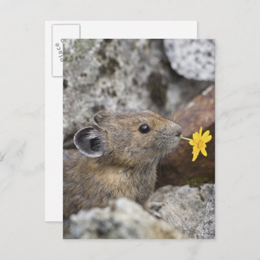 米国、ワシントン州の北の滝の国立公園、 ポストカード (正面/裏面)