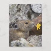 米国、ワシントン州の北の滝の国立公園、 ポストカード (正面)