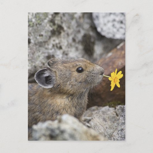 米国、ワシントン州の北の滝の国立公園、 ポストカード (正面)