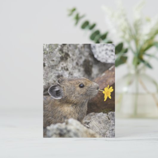 米国、ワシントン州の北の滝の国立公園、 ポストカード (スタンド正面)