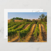 米国、ワシントン東部、ワラワラヴィンヤード ポストカード (正面/裏面)