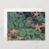 米国,ワシントン,オリンピック国立公園 ポストカード (正面/裏面)