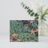 米国,ワシントン,オリンピック国立公園 ポストカード (スタンド正面)