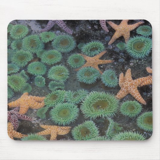 米国,ワシントン,オリンピック国立公園 マウスパッド (正面)