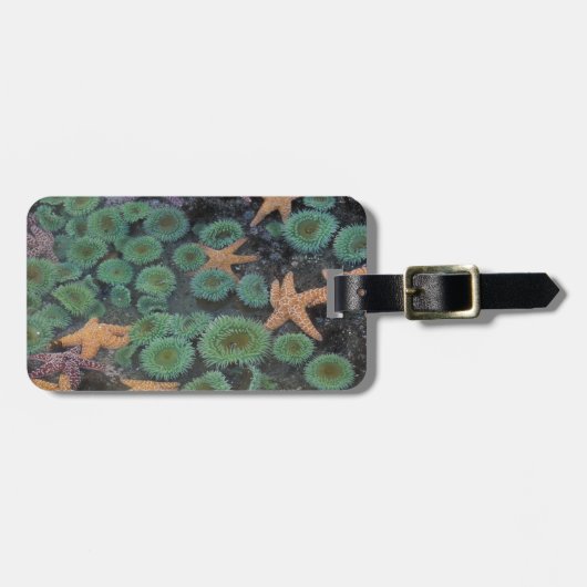 米国，ワシントン，オリンピック国立公園 ラゲッジタグ (正面横)