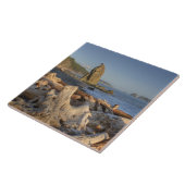 米国、ワシントン、オリンピック国立公園、リアルト タイル (側面)