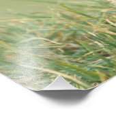 米国、ワシントン、オリンピックNP、オリンピック・マルモト フォトプリント            (角)