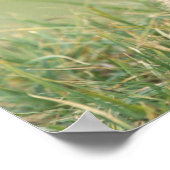 米国、ワシントン、オリンピックNP、オリンピック・マルモト ポスター (角)