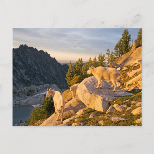 米国、ワシントン、カスケード範囲4 ポストカード (正面)