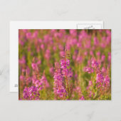 米国、ワシントン、シアトル、ディスカバリーパーク3 ポストカード (正面/裏面)