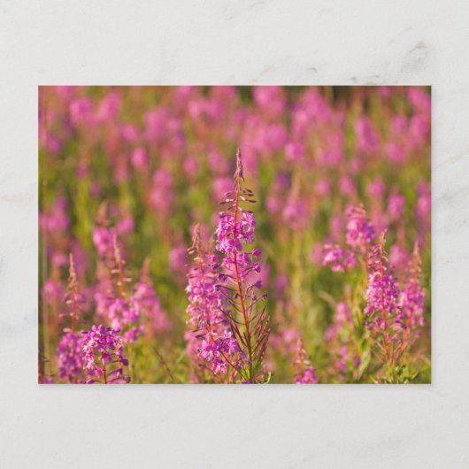 米国、ワシントン、シアトル、ディスカバリーパーク3 ポストカード (正面)