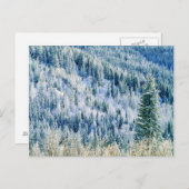 米国,ワシントン,スポケーン山州パーク,《植物》アスペン2 ポストカード (正面/裏面)